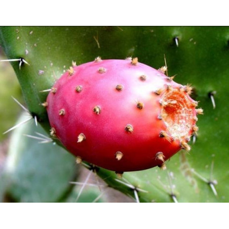 e-liquide eliquide e liquide Figue de Barbarie