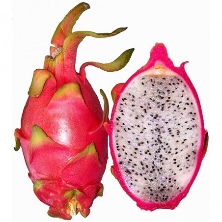 e-liquide eliquide e liquide fruit du dragon PITAYA e-liquide eliquide e liquide fruit du dragon PITAYA