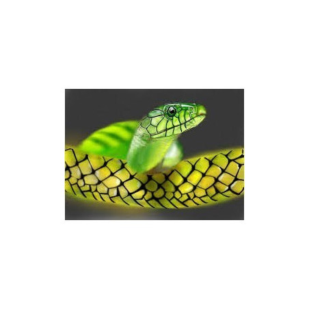 Flacon prédosé Douceur de Jade