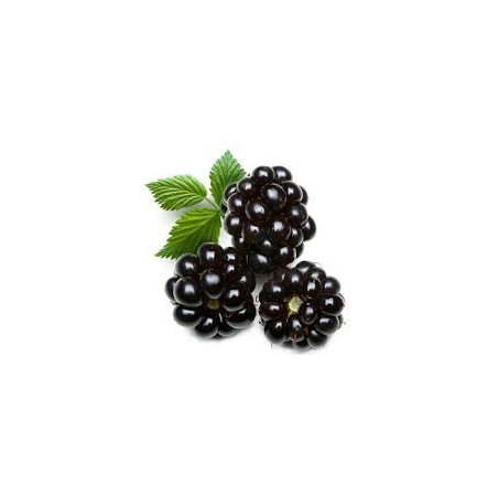 DIY E-liquide eliquide e liquide arôme concentré prédosé Mûre