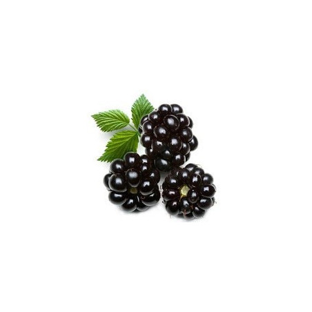 e-liquide eliquide e liquide mûre e-liquide eliquide e liquide mûre
